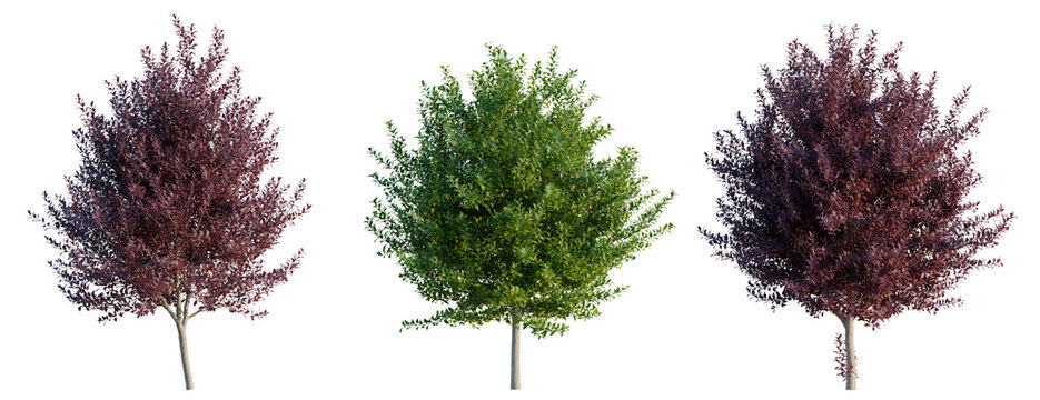 Prunus virginiana tree, elevation, front view, cutout, transparent background, isolate, Isolated Japanese Maple Tree Branch with Colorful Leaves on White Background, PNG Image