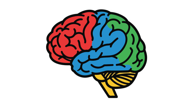 A colorful, segmented illustration of the human brain, showing different lobes in red, blue, green, and yellow, representing its complex structure and functions.
