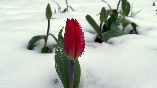 Snow blankets the ground, untouched. Single red tulip emerges, defiantly. Water droplets cling to its petals, glistening. Green leaves peek through the snow, showing life's persistence