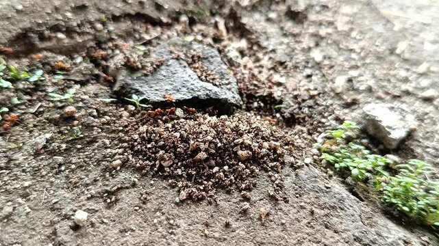 a colony of red ants is walking and entering the insect nest