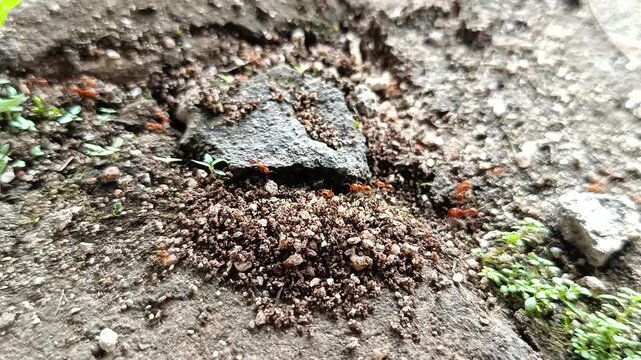 a colony of red ants is walking and entering the insect nest