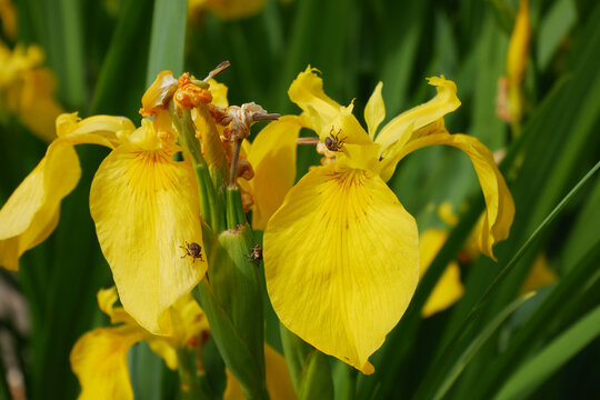 Iris pseudacorus Water Flag Yellow Flag Yellow Iris,flower petals detail