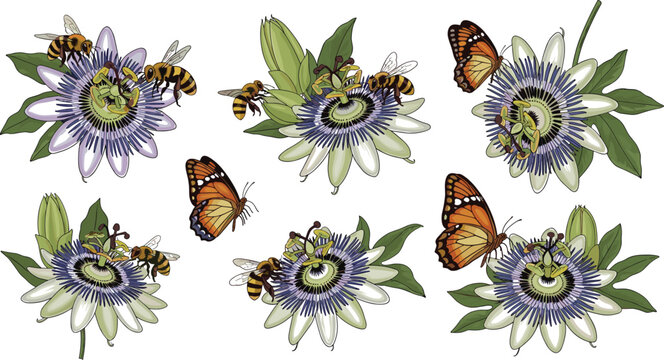 Passion Flower With Butterflies And Bees Pollination Botanical Nature Vector Illustration Set