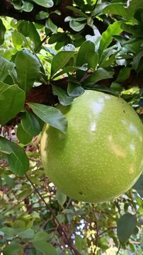 Close-up of a large green calabash fruit (Crescentia cujete) growing on a tree branch. Video for botanical encyclopedias, tropical agriculture websites, or traditional handicraft blogs.