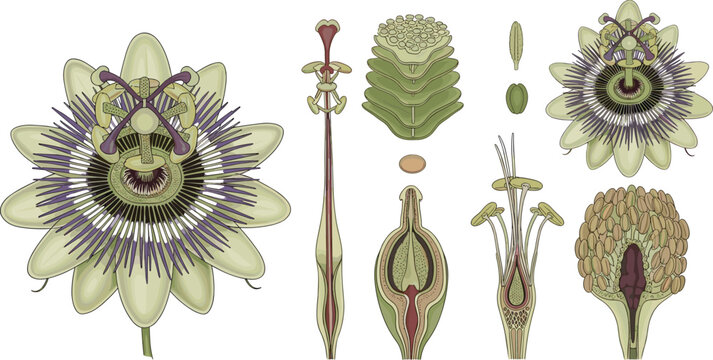 Detailed Passiflora Passion Flower Anatomy Cross Section Botanical Diagram Vector Illustration Set