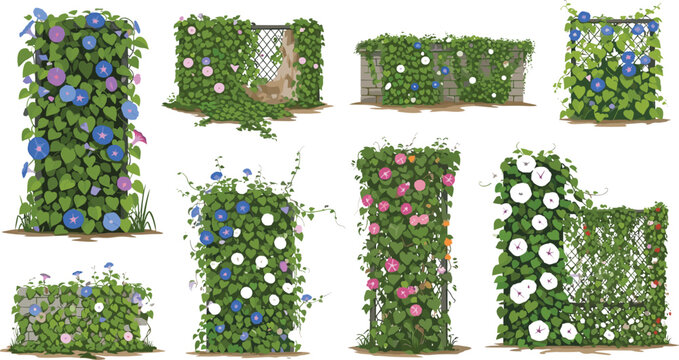 Beautiful Climbing Morning Glory Flowers Blooming on Garden Trellis Fence Wall Vector Illustration Set