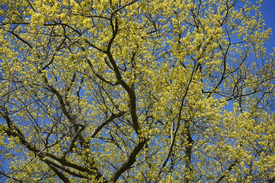&Uuml;ppige Baumkrone einer Roteiche (Quercus rubra) mit frischem gelben Laub vor blauem Himmel im Fr&uuml;hling