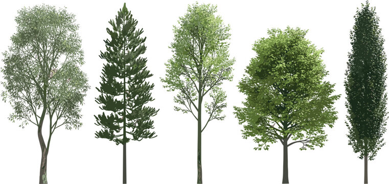 Set of 5 Realistic Tree Illustrations in Different Shapes and Varieties, Ideal for Landscaping, Nature, and Environmental Projects