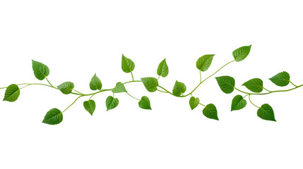 Obraz premium green png leaves isolated on white background