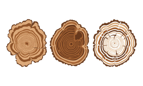 Tree trunk slice vector illustration with abstract organic shape and minimal ring detail isolated on white background.