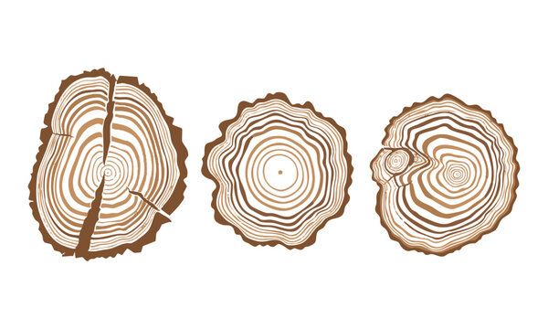 Modern wood slice vector design with clean circular rings and abstract irregular outline isolated on white.