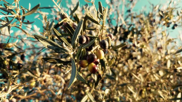 olives on the tree at sunset