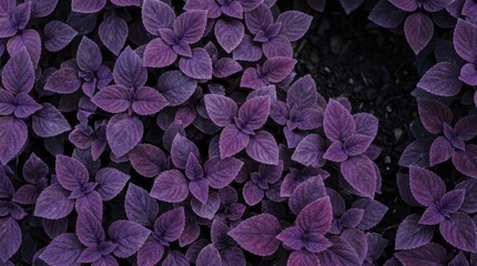 Fototapeta premium Top view of vibrant purple basil leaves growing in a summer garden