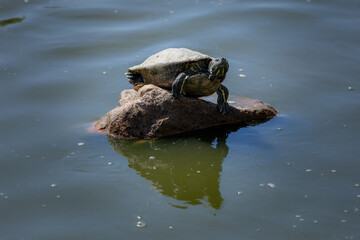 Fototapeta premium Red-Eared Slider Turtle Basking on Rock Under Sunlight