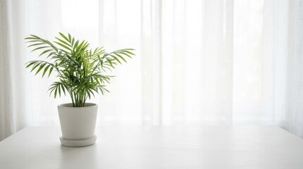 Fototapeta premium Potted parlor palm plant sitting on a white table by a window