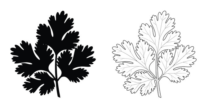 Cilantro leaf illustration black and white silhouette