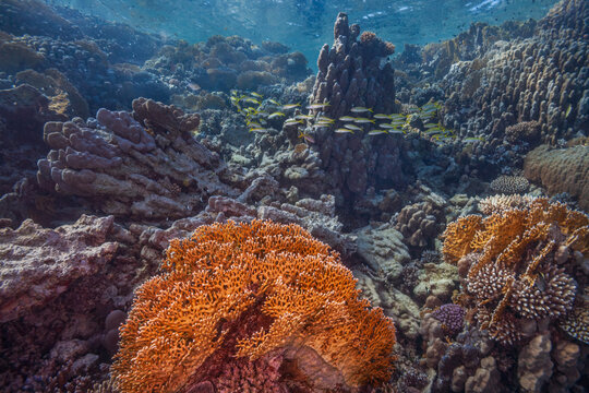 Fire coral and yellowfin goatfish on a coral reef in the Red Sea, Egypt.