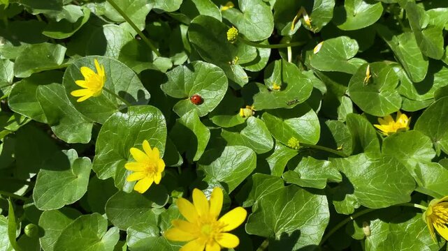 Ladybug on green leaves
