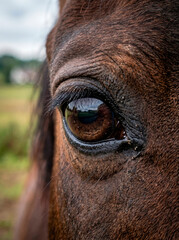 Naklejka premium Close-up de olho de cavalo com reflexo do campo ao fundo