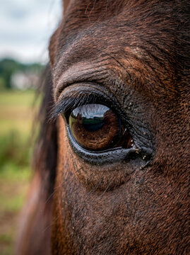 Close-up de olho de cavalo com reflexo do campo ao fundo