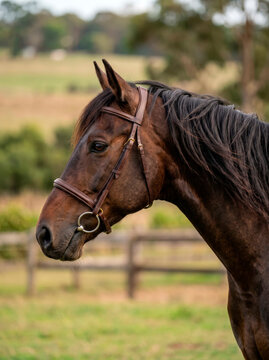 Perfil de cabe&ccedil;a de cavalo escuro em ambiente de haras