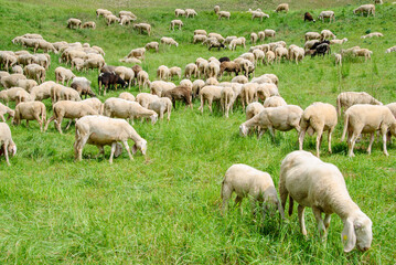 Fototapeta premium Large flock of sheep grazing on a green mountain meadow surrounded by forest and hills, capturing peaceful rural life and natural countryside.