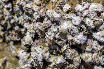 oyster on the reef at the beach, Oysters in a sea at nature habitat, Oyster rocks in the sea in the sun, Natural oysters perched on the rocks in the sea, Thailand © dadoodas