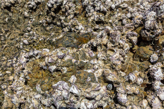 oyster on the reef at the beach, Oysters in a sea at nature habitat, Oyster rocks in the sea in the sun, Natural oysters perched on the rocks in the sea, Thailand