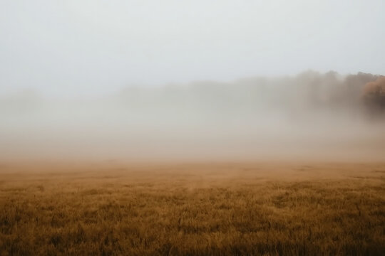 Enchanting Misty Morning Forest with Soft Fog Drifting Through Tall Trees and Serene Woodland Atmosphere