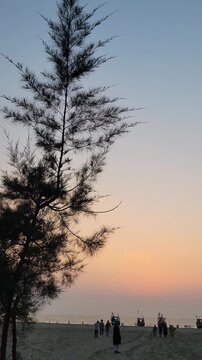 Pine tree silhouette on sandy sea beach during beautiful sunset