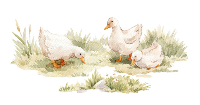 Watercolor Geese Farm Illustration Rustic Country Animals Hand Painted Ducks Meadow Scene Cottagecore Farmhouse Style