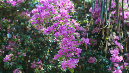 Obraz premium purple bougainvillea flowers blooming on a vine in a sunny tropical garden