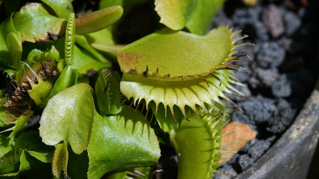 Macro shot of a Venus flytrap (Dionaea muscipula) with open traps in a pot