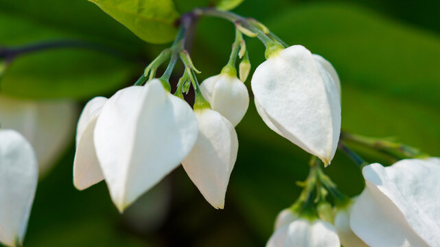 Close-up of beautiful white bell-shaped Japanese snowbell flowers blooming on a branch in spring