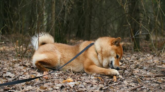 Adorable red shiba inu dog lying on a bed of dry leaves in the forest, playfully chewing and gnawing on a wooden stick it found during a walk. The cute pet is on a leash enjoying nature