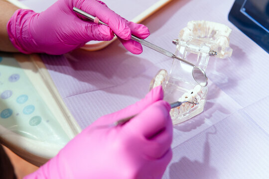 Dentist demonstrating oral hygiene on dental teaching model