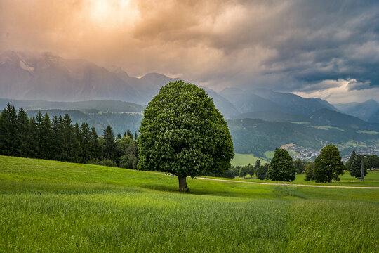 Baum auf gr&uuml;ner Bergwiese am Dachstein in &Ouml;sterreich
