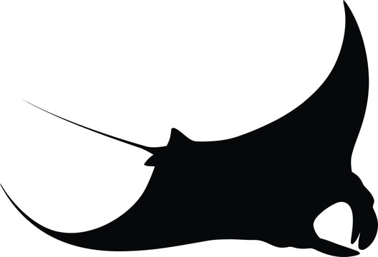 An educational guide to understanding the majestic behavior of wild ocean manta rays
