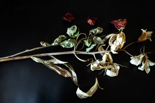 Against a black background, two long stems of dried white flowers and withered red rose petals stand out, creating a poetic depiction of the passage of time