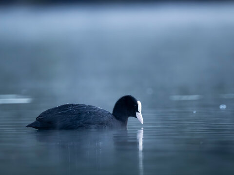 Eurasian coot swimming in misty blue lake wide shot with copy space
