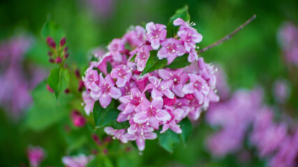 Obraz premium Close-up of pink flowers with five petals and white stamens surrounded by green leaves
