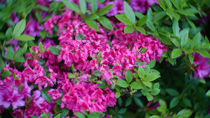 Fototapeta premium Close-up of vibrant pink azalea flowers with lush green leaves in spring garden