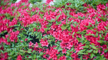 Obraz premium Dense cluster of bright pink azalea flowers with lush green leaves in spring garden