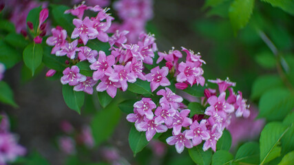 Fototapeta premium Beautiful pink Weigela florida flowers blooming on a long branch in the spring garden