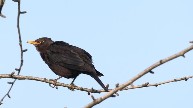 Common Blackbird Perching and Flying Away From Tree Branch