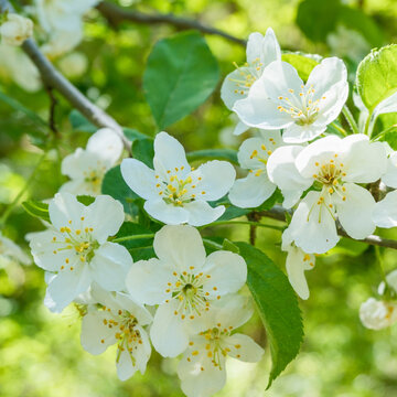 Malus sargentii Detail Bl&uuml;te