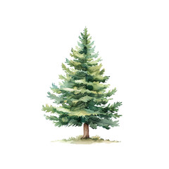 fir tree hand drawn illustration © Shunu