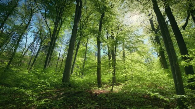 Beautiful sun rays illuminating a lush beech forest in gorgeous shades of fresh green