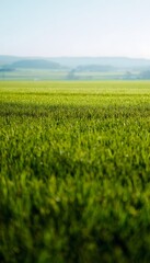 Fototapeta premium Serene summer field bathed in sunlight a tranquil rural landscape evokes peaceful calm and fresh green beauty