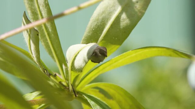 Butterfly caterpillar pupa inside weaved leaf structure stock footage